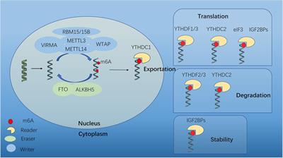 Critical roles of m6A methylation in cardiovascular diseases